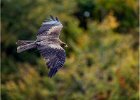 4 Yellow-Billed Kite.jpg